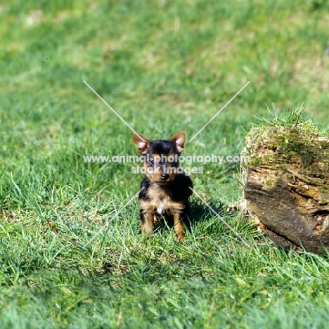 australian terrier puppy sitting on grass