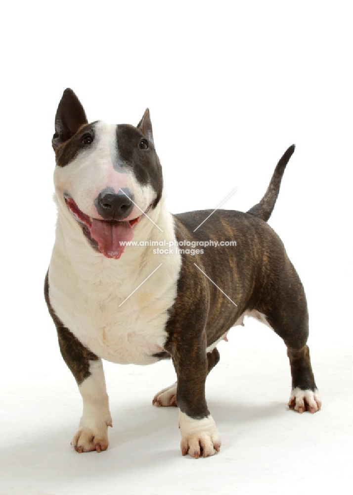 Brindle & White Bull Terrier (Miniature), standing on white background