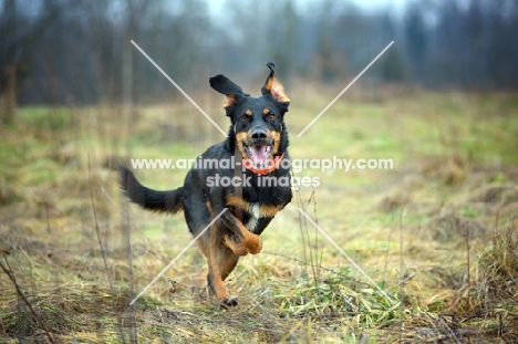happy black and tan mongrel dog running in a field