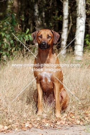 Rhodesian Ridgeback