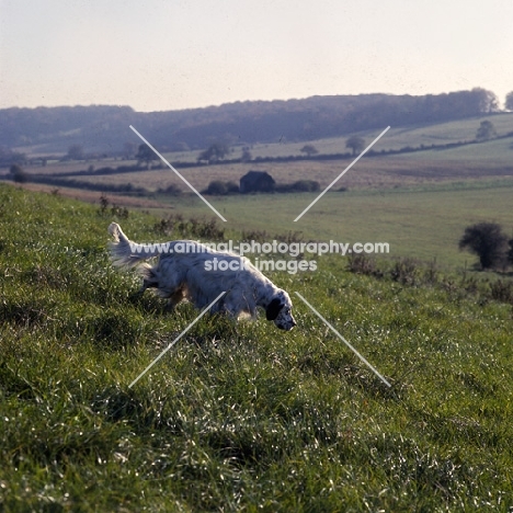 yankee of neighbours, english setter walking and scenting on the hillside