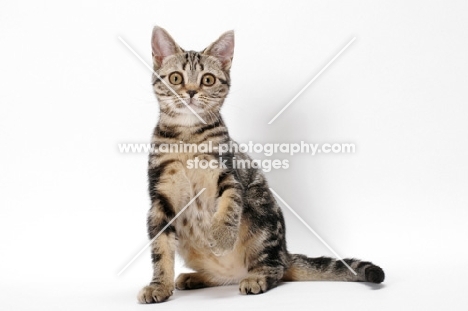 Brown Classic Tabby American Shorthair