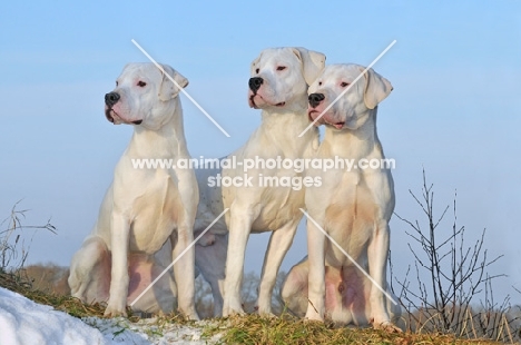 three Dogo Argentino dogs in winter