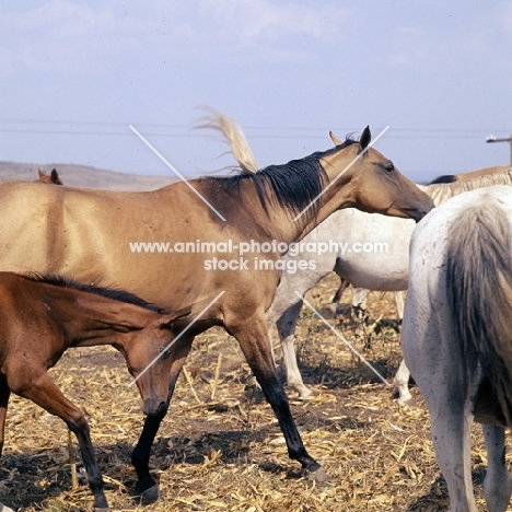 akhal teke mare and foal in taboon