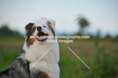 happy blue merle australian shepherd smiling