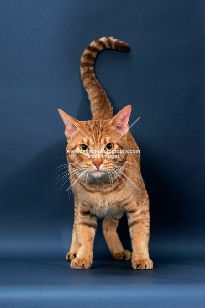 Ocicat looking alert, cinnamon spotted tabby colour