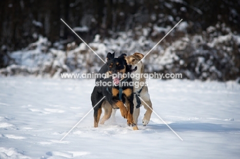 two dogs running free and playing in the snow