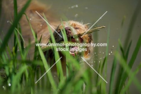 red merle australian shepherd playing with a stick in the water