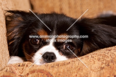 Close up of Cavalier King Charles spaniel with head down on sofa