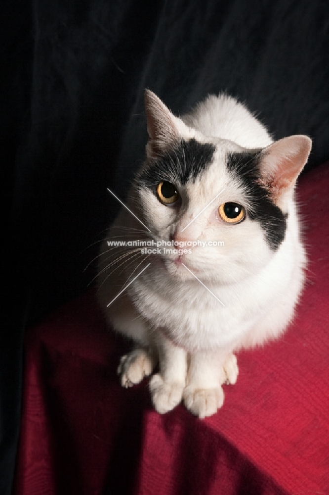 black and white cat on red blanket looking up