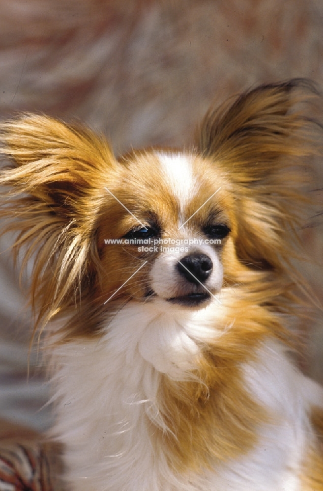 Papillon portrait