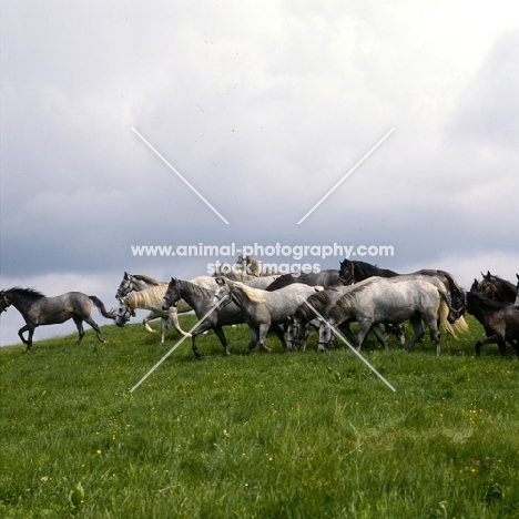 lipizzaner colts at stubalm, piber