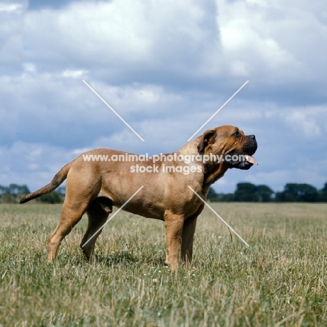 bullmastiff in a field