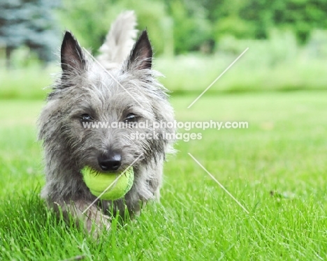 Wheaten Cairn terrier in grassy yard holding tennis ball.