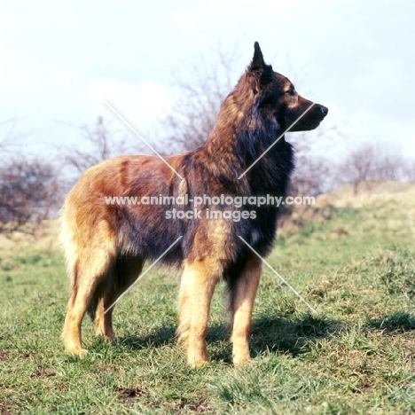 tervuren standing in field