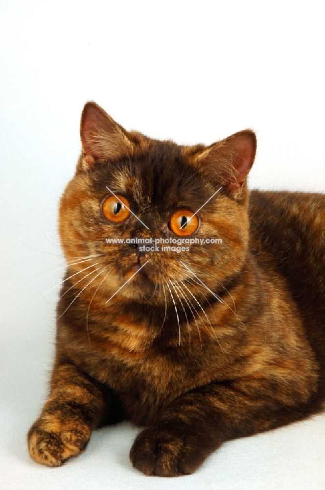 chocolate tortie british shorthair cat