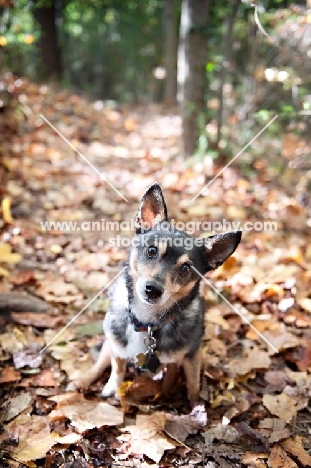 Chihuahua mixed breed in autumn