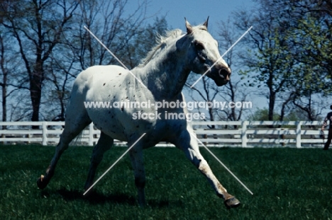 Appaloosa full body 