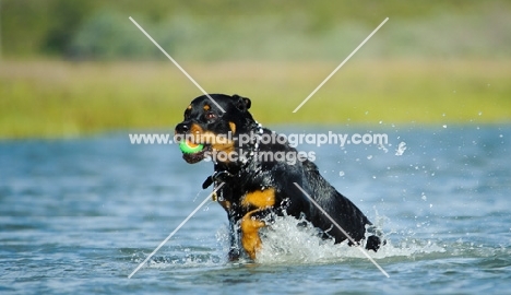 Rottweiler retrieving ball from water