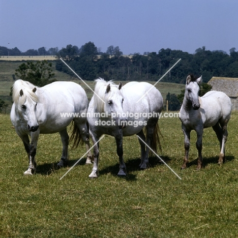 two Highland Pony mares and a foal at Nashend Stud, curious, watching  
