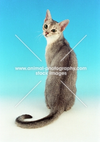 usual silver Abyssinian, back view