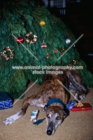 greyhound, roscrea emma,  indoors under christmas tree