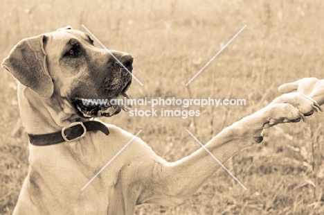 Great Dane in sepia colours