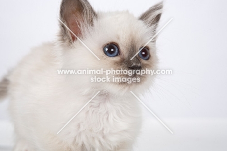 Birman kitten, portrait