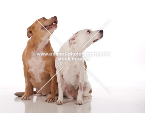 two American Pit Bull Terriers looking up