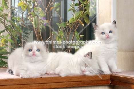 three ragdoll kittens