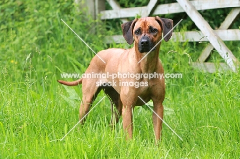 Rhodesian Ridgeback