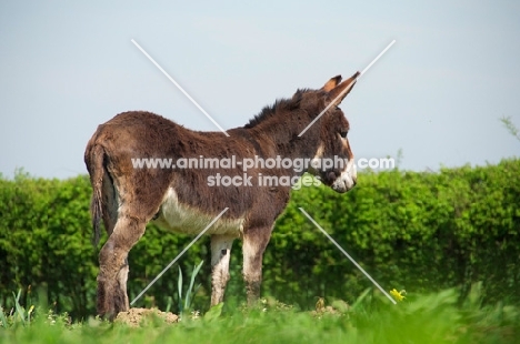 Donkey side view