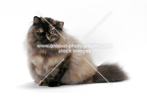 Tortoiseshell Persian sitting on white background