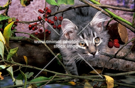 norwegian forest kitten exploring