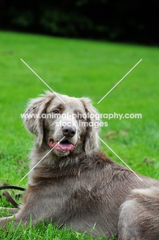 longhaired Weimaraner