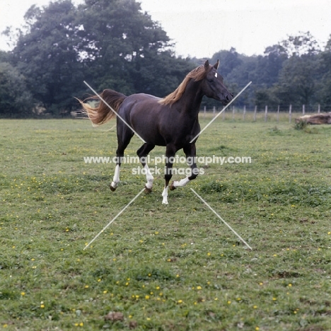 Crystal Magician, Arab stallion full body  UK cantering in field