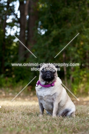 Pug sitting on grass