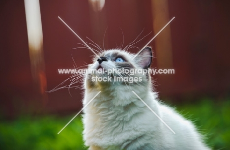 Ragdoll looking up