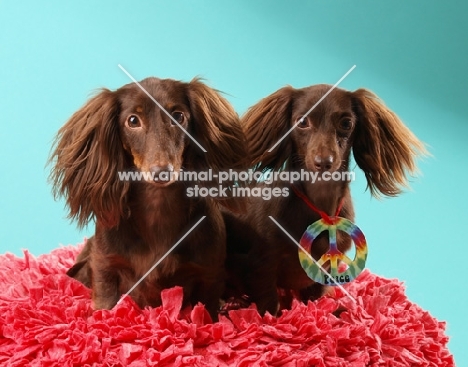 two Dachshunds in studio