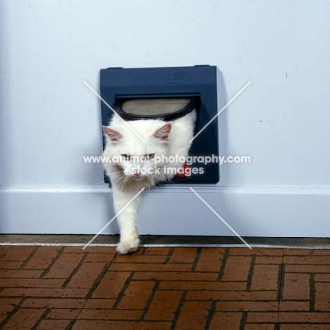 white cat coming in through cat flap