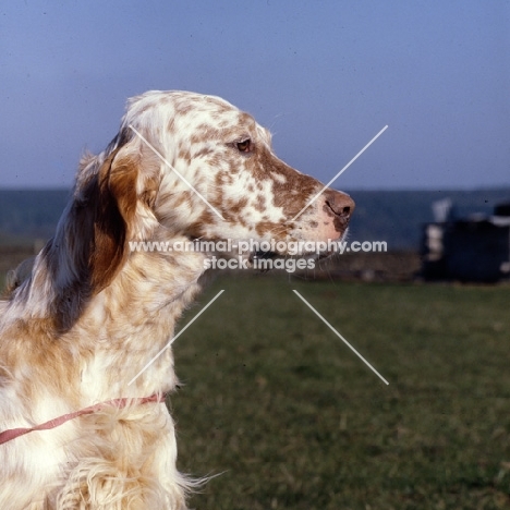 english setter, head study