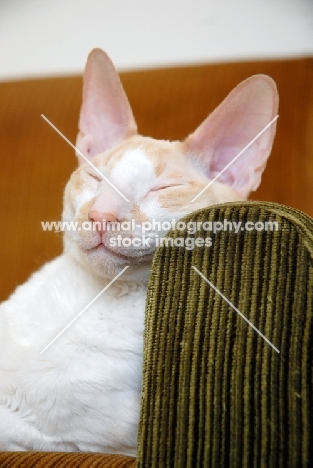 Cornish Rex cat resting on a chair