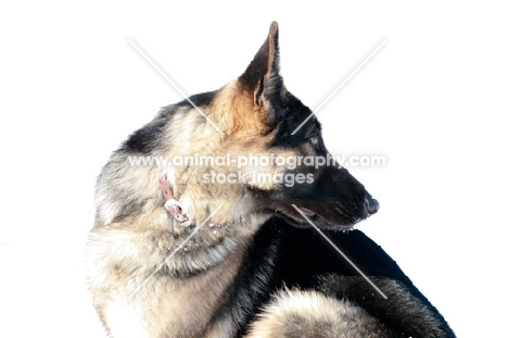 German Shepherd dog looking back over her shoulder