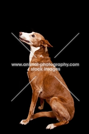 Large Portuguese Podengo, full body