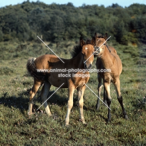 new forest foals in the new forest
