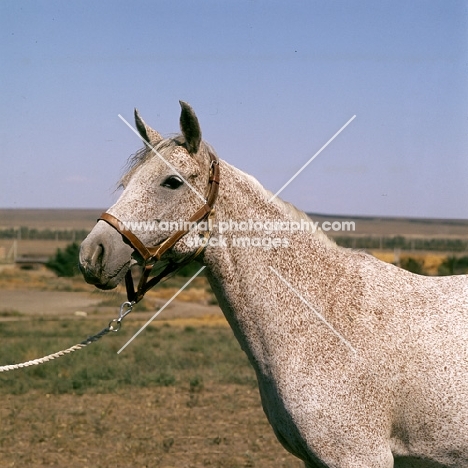 plantazija, flea bitten grey tersk mare at stavropol stud farm