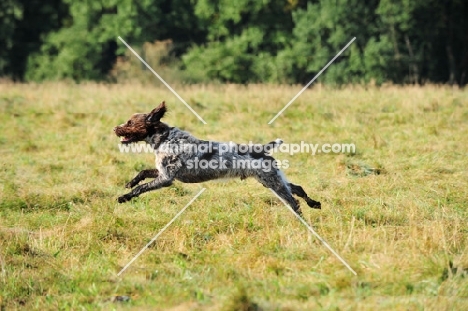Wirehaired Pointing Griffon (aka Korthals Griffon) running in field