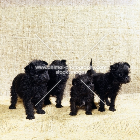 four affenpinscher puppies, scapafield schwarz bandit (d), scapafield gift to tonsarne (b), scapafield Schwarz Brigand (d), scapafield schwarz baron