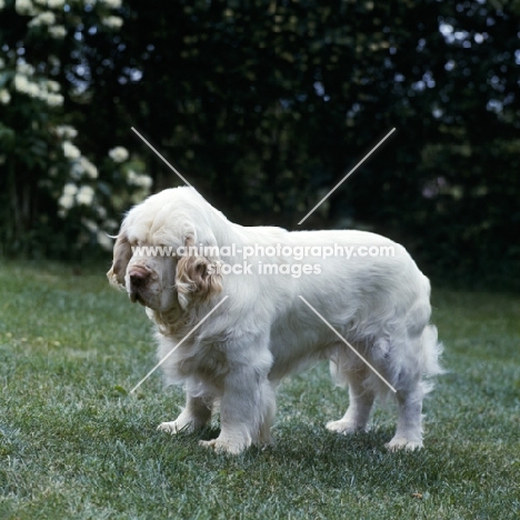Side view of clumber spaniel