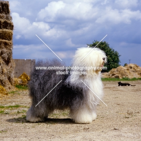 ch siblindy manta  old english sheepdog standing in farmyard